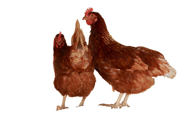 Full body of brown young, standing hens used for farm animals.With isolated on a white background.