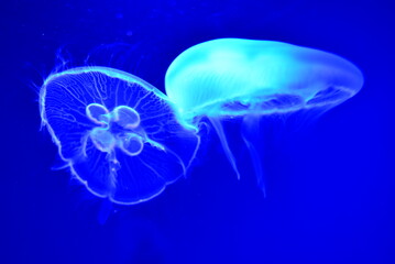 京都水族館のクラゲ