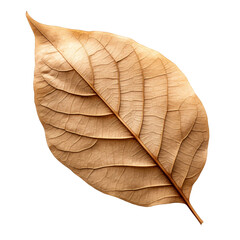 Single brown dry leaf with venation isolated background
