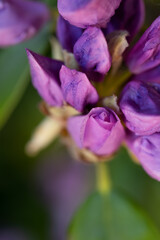 beautiful lilac rhododendron buds blossom .  macro shot. art shot with selective focus and blurs