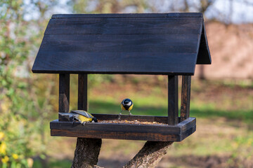 Wooden bird feeder in the form of a house on an autumn garden, closeup. Behavior of birds at the...