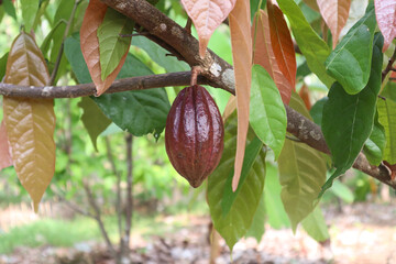 Young chocolate fruit is light brown in color and is still on the branches of the tree