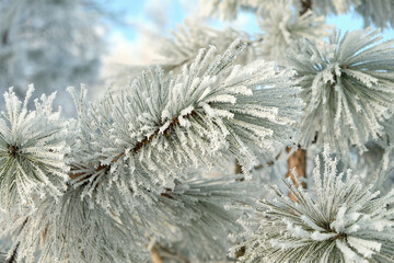 Naklejka na ściany i meble Winter frost pine branch