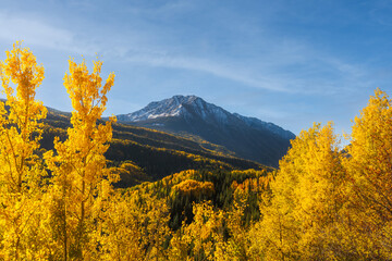 Colorado Landscape Photography Autumn Travel. Golden Yellow Aspen Trees, Green Pines, in Forest...