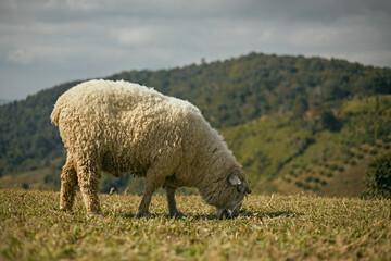 Akha Farmville, the only sheep farm of Doi Chang, Chiang Rai,Thailand