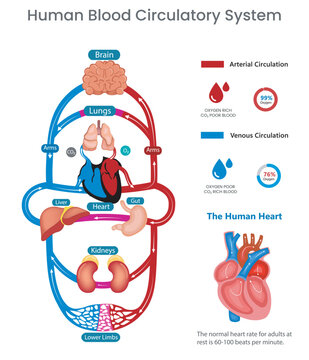 Human circulatory system and Blood circulates through arteries and veins vector image