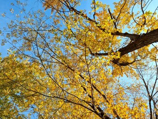 Autumn tree in the park