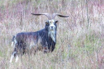 Chèvre des fossés male présente ses belles cornes