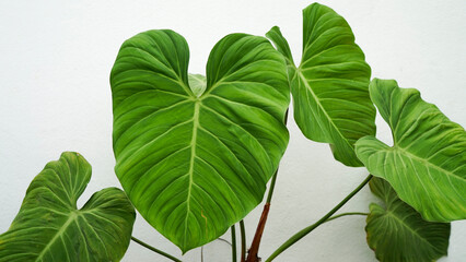 Philodendron el chocored