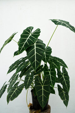 Alocasia frydek