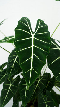 Alocasia frydek