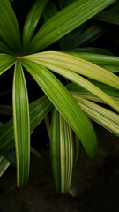 variegated palm leaves