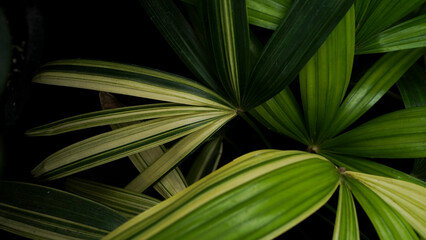 variegated palm leaves