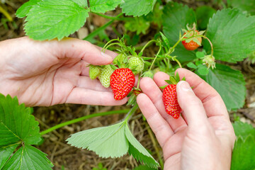 gardener collects ripe strawberries from a garden bed. Harvesting berries