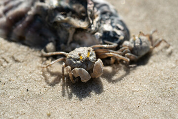 Sea crabs are hard to find on pristine beaches with beautiful white sand.