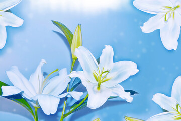 Greeting card. Beautiful spring flower white lily closeup on a light background.
