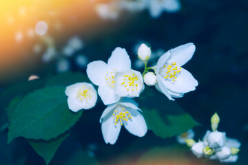 Fototapeta na wymiar White jasmine The branch delicate spring flowers