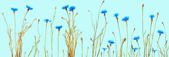 Centaurea cyanus. Blue flowers of cornflowers. floral abstract background. - obrazy, fototapety, plakaty