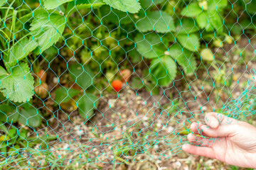 A gardener covers a ripe strawberry with a protective bird net. Crop protection