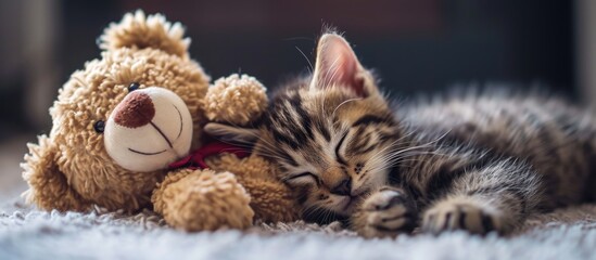 Baby kitten peacefully sleeping next to teddy bear.