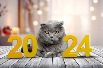 A cute young domestic with 2024 New Year numbers