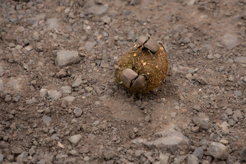 Beetle pushing its poop ball down a path in Kruger Park in South Africa