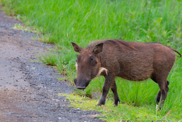 Specimen of wild boar in its natural habitat in South Africa