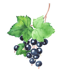 Hand painted watercolor illustration of currant , black currant , berries with leaves , berry, currants , watercolor illustration