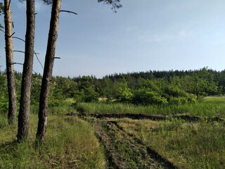 Fototapeta premium Pine forest. Tall tree trunks. Light and shadow. Bushes and grass.