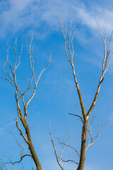 Dry trunk of a willow tree against blue sky
