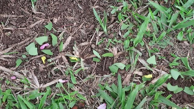 Formigas levando a comida para o formigueiro, caminho das formigas.  INSETOS
