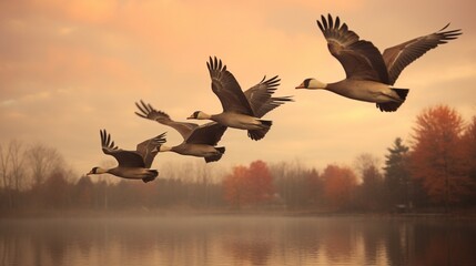 Geese flying in a V formation, signaling a change in seasons. - obrazy, fototapety, plakaty