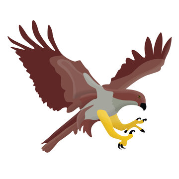 the eagle flies to pounce on the prey