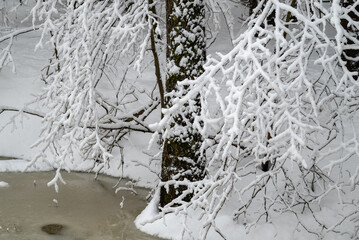 snow-covered tree branch leans over frozen stream,winter forest landscape