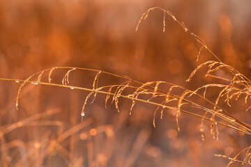 Dry yellow ears of grass with drops of dew and blurred background in the meadow, soft selective focus. Gold time
