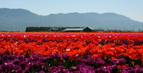 field of vibrant, red tulips blooms in springtime.