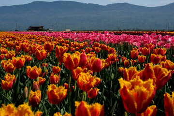 Rows of blooming colorful tulips on a spring farm in Mount Vernon, Field of tulips yellow and red....