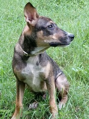 Un jeune chien assis dans un champ