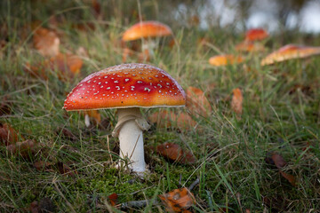 a fly afaric hroom in the forest