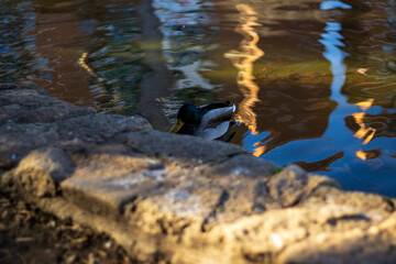Ducks swimming in a park in the city center of Madrid