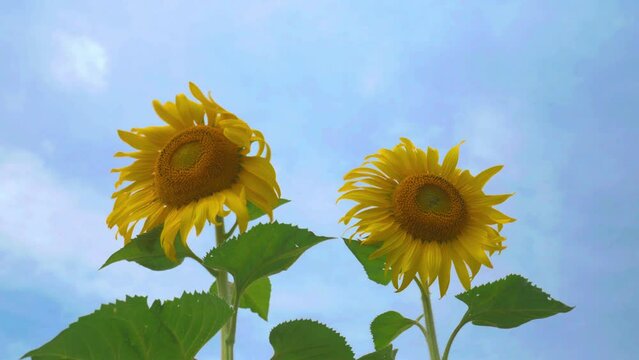 Sunflower in garden field on hill of countryside