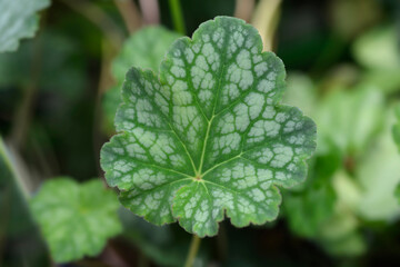 Alum root Dales Strain leaves