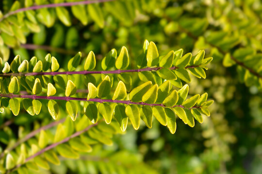 Honeysuckle Golden Glow branches