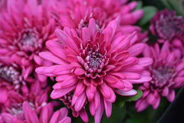 Magenta Chrysanthemum flowers