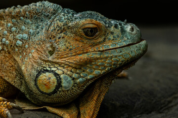 close up of iguana