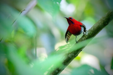 red cardinal on a branch