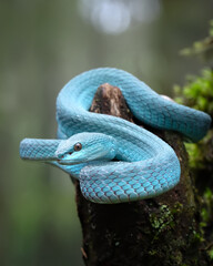 rimeresurus Insularis is a subspecies of pit viper native to Indonesia. This small animal, which reaches 93 cm in length as an adult, is spread across several islands in Indonesia.