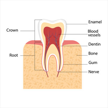 medical infographic template and tooth anatomy