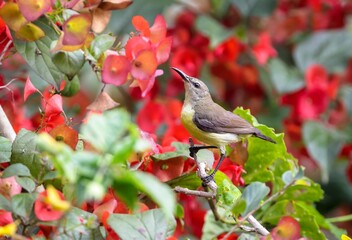 purple sunbird female(Cinnyris asiaticus).purple sunbird is a small bird in the sunbird family found mainly in South and Southeast Asia but extending west into parts of the Arabian peninsula.