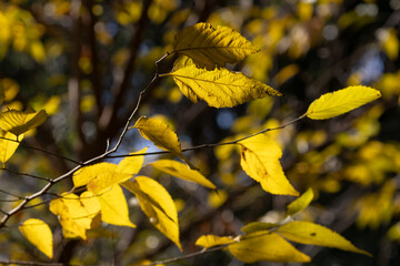 朝日に輝く黄色い葉